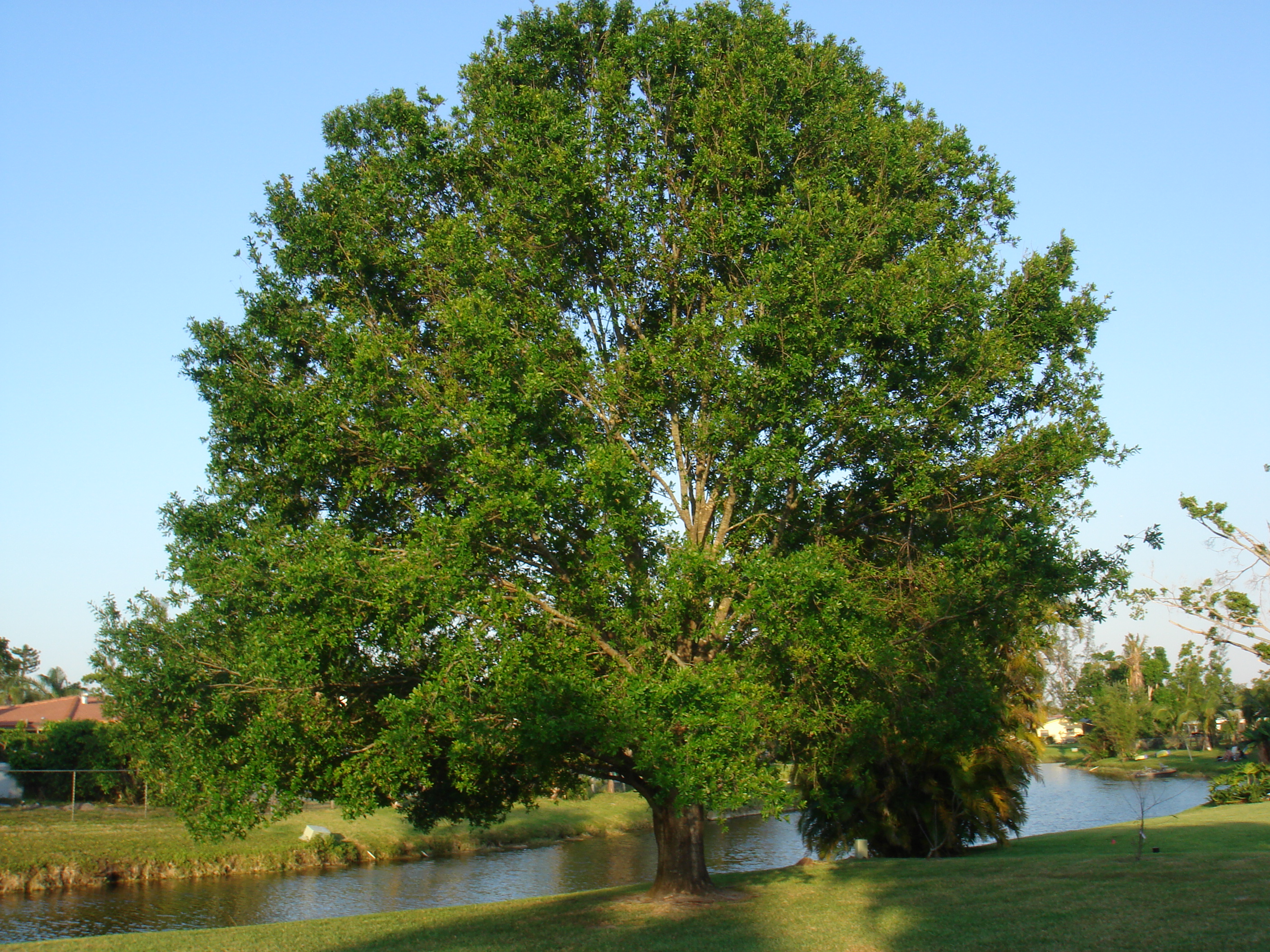 Coral Springs Real Estate