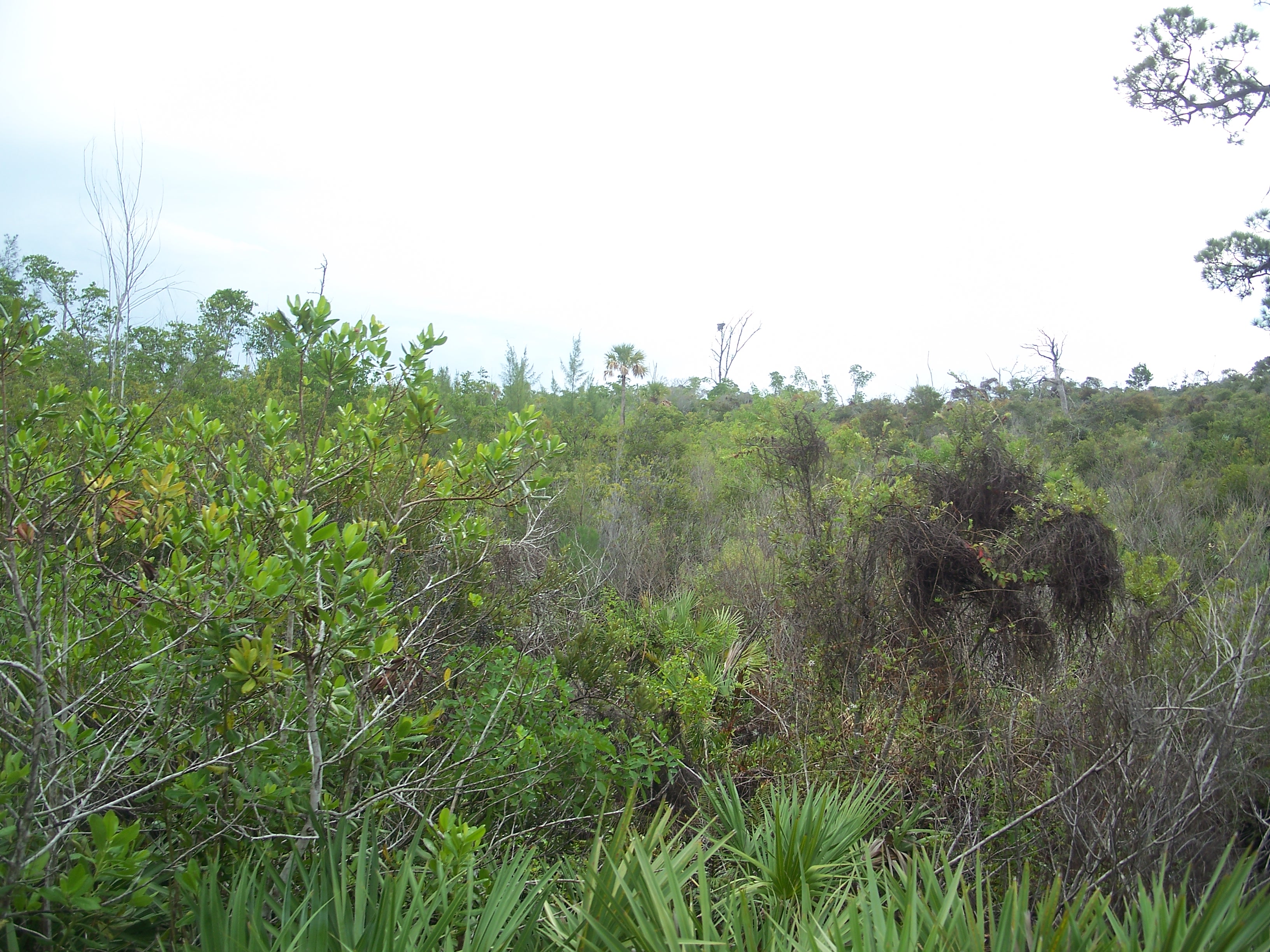 Hobe Sound Real Estate