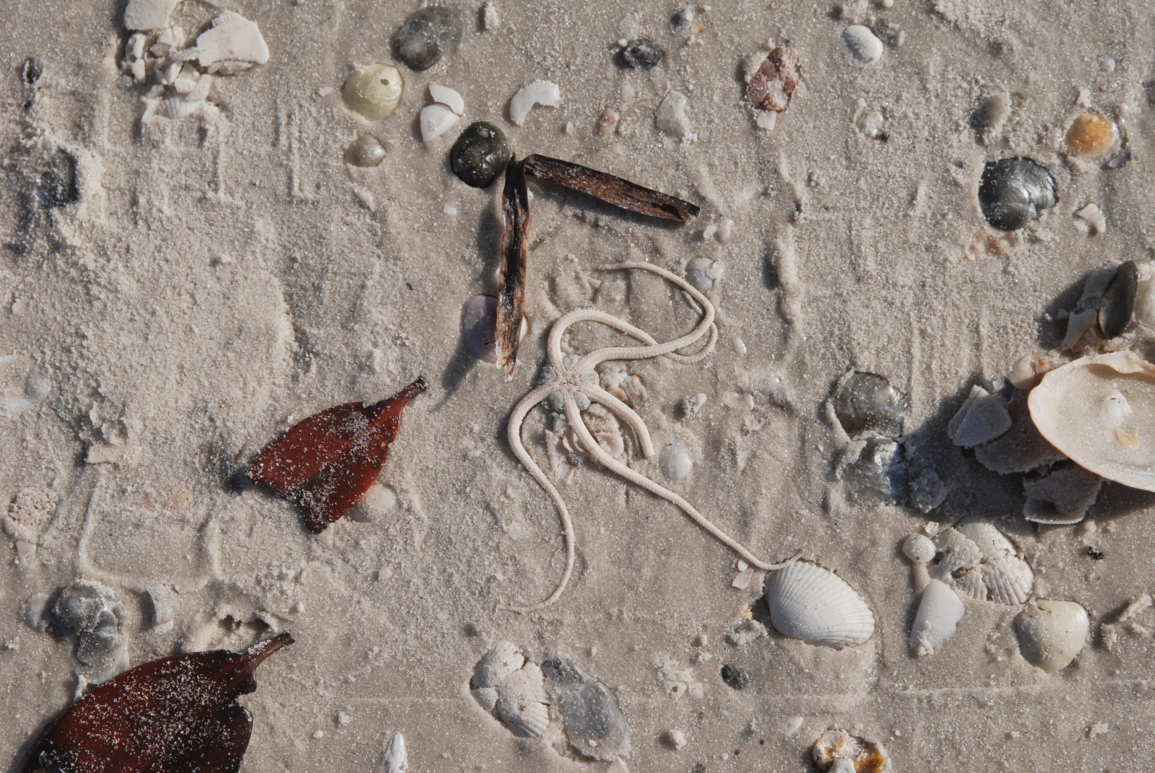 Marco Island Nightlife