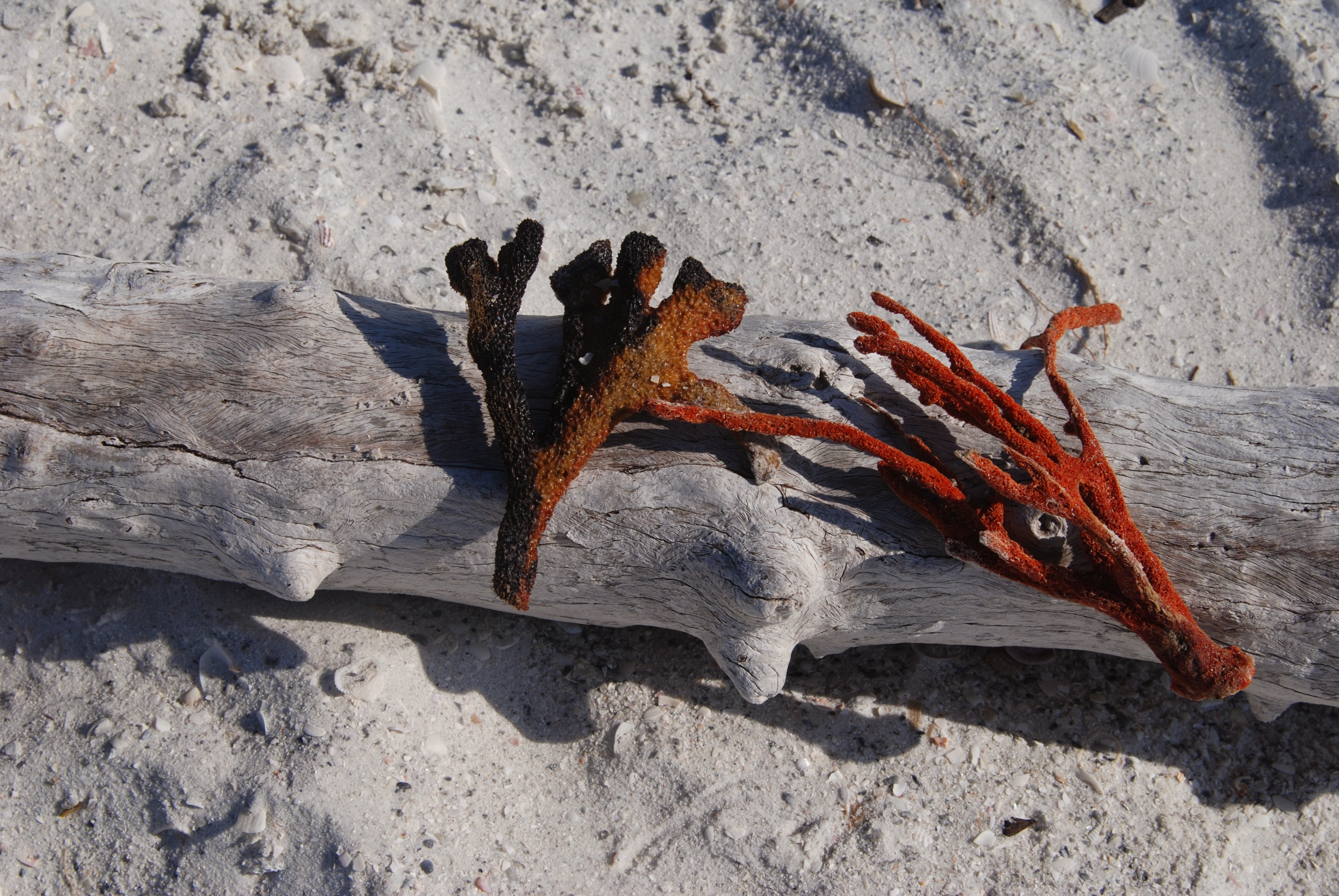 Marco Island Nightlife