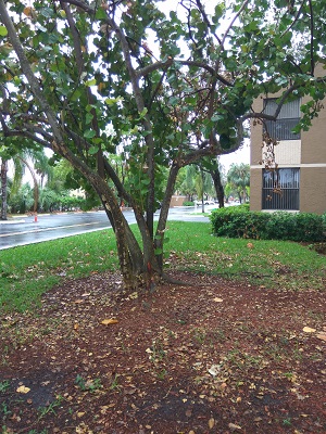 Plantation Real Estate